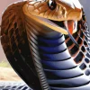 King Cobra Snake Diamond Painting