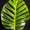 Monstera Leaf Diamond Painting