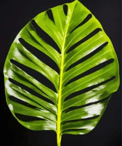 Monstera Leaf Diamond Painting