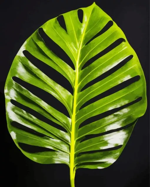 Monstera Leaf Diamond Painting