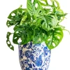 Monstera Plant In A Blue Vase Diamond Painting