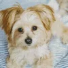 Morkie Diamond Painting