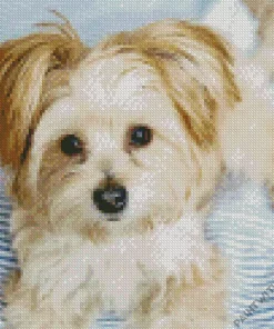 Morkie Diamond Painting