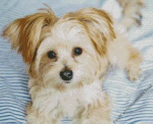 Morkie Diamond Painting