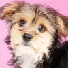 Morkie Dog Diamond Painting