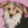 Morkie Dog Diamond Painting