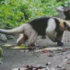 Northern Tamandua Diamond Painting