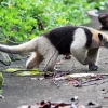 Northern Tamandua Diamond Painting