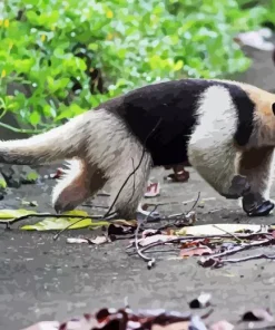 Northern Tamandua Diamond Painting