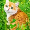 Orange Cat With Green Eyes Diamond Painting