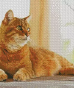 Orange Cat Laying Down Diamond Painting