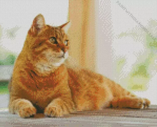 Orange Cat Laying Down Diamond Painting