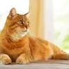 Orange Cat Laying Down Diamond Painting