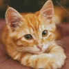 Orange Kitten Diamond Painting