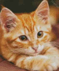 Orange Kitten Diamond Painting