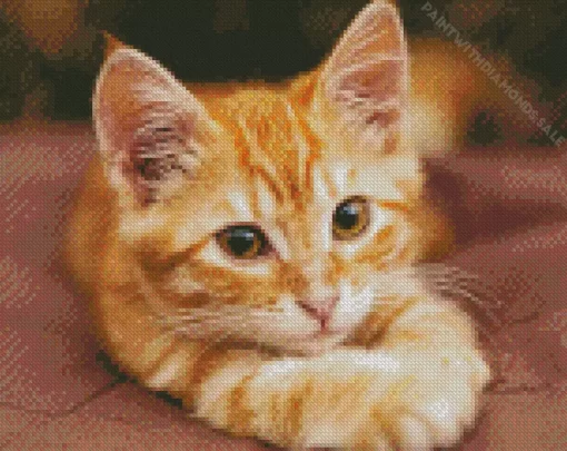 Orange Kitten Diamond Painting