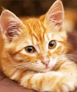 Orange Kitten Diamond Painting