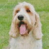 Petit Basset Griffon Vendeen Diamond Painting