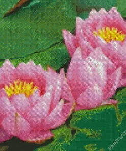 Plant Flower Aquatic Plant Water lily Diamond Painting