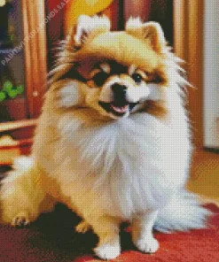 Pomeranian Diamond Painting