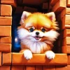 Pomeranian In Window Diamond Painting