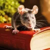 Rat On A Book Diamond Painting