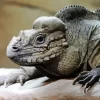 Rhino Iguana Diamond Painting