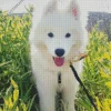 Samoyed Dog In A Sunny Day Diamond Painting