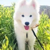 Samoyed Dog In A Sunny Day Diamond Painting