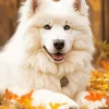 Samoyed Dog In Autumn Leaves Diamond Painting