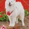 Samoyed Dog In Flowers Field Diamond Painting