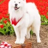 Samoyed Dog In Flowers Field Diamond Painting