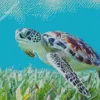 Sea Turtle Art Diamond Painting