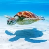 Sea Turtle In Blue Sea Diamond Painting