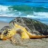 Sea Turtle On Sand Diamond Painting