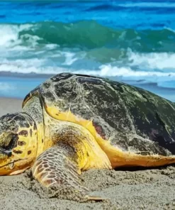 Sea Turtle On Sand Diamond Painting