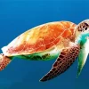 Sea Turtle Reptile Diamond Painting