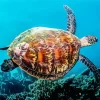 Sea Turtle Swimming Diamond Painting