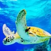 Sea Turtle Under Water Diamond Painting