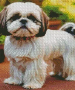 Shih Tzu With Brown Ears Diamond Painting