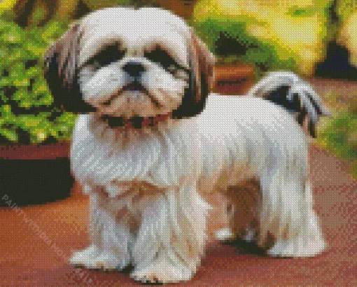 Shih Tzu With Brown Ears Diamond Painting