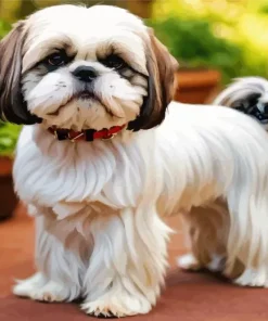 Shih Tzu With Brown Ears Diamond Painting