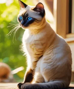 Siamese Cat In Window Diamond Painting