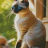 Siamese Cat In Window Diamond Painting