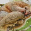 Silky Anteater Animal Diamond Painting