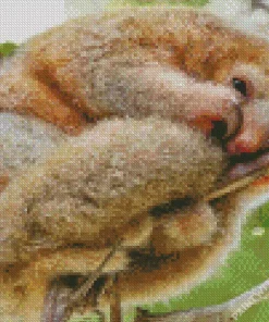 Silky Anteater Animal Diamond Painting