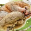 Silky Anteater Animal Diamond Painting