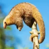 Silky Anteaters Diamond Painting