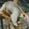 Southern Tamandua Diamond Painting