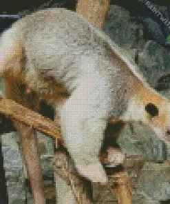 Southern Tamandua Diamond Painting